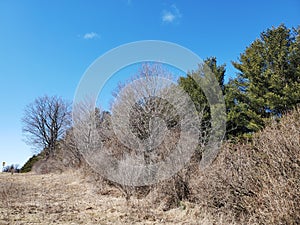 Resting Landscape at the End of Winter