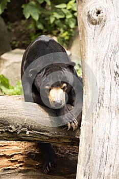 Resting, with large claws, Malayan sun bear, Helarctos malayanus