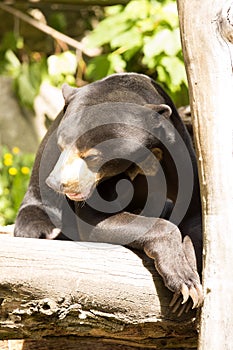 Resting, with large claws, Malayan sun bear, Helarctos malayanus