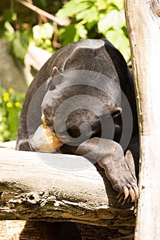 Resting, with large claws, Malayan sun bear, Helarctos malayanus