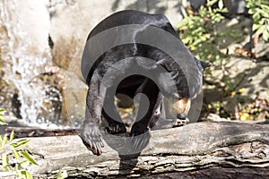 Resting, with large claws, Malayan sun bear, Helarctos malayanus