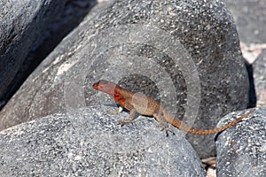 Resting Lava Lizard, Microlophus albemarlensis, in the Galapagos