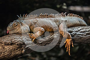 Resting leguan lizard