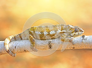Resting leguan