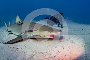 A resting lemon shark