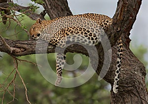 Resting leopard photo