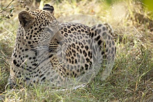 Leopard Resting in Grass