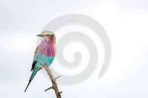 Resting Lilac-breasted roller in the Kruger National Park, South