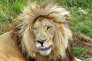 Resting lion photo