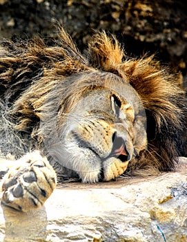 Resting lion