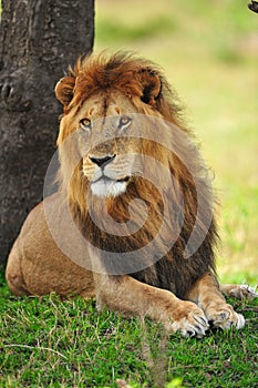 A resting lion