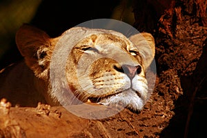 Resting lion