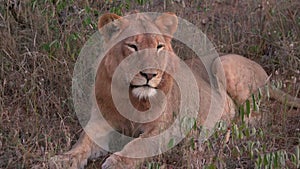 Resting Lion closes its eyes