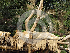 Resting lion female (lioness) with slightly open eyes