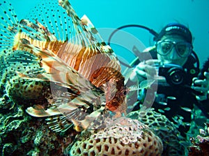 Resting Lion Fish