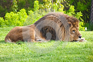 Resting lion on the green grass