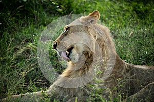 Resting lion in Kruger National Park in South Africa