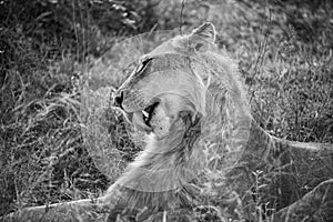 Resting lion in Kruger National Park in South Africa