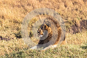 A resting lion. Masai Mara, Kenya