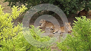 Resting Lion motion