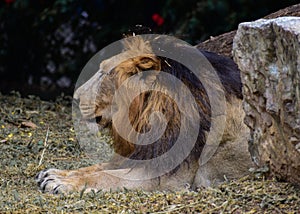 The resting Lion in Mysore zoo park