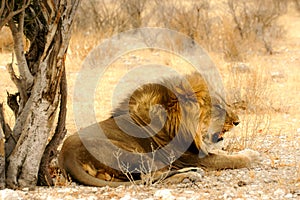 Resting Lion