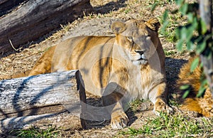 Resting lion at Safari World, Bangkok Thai