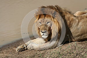 Resting lion in Tanzania