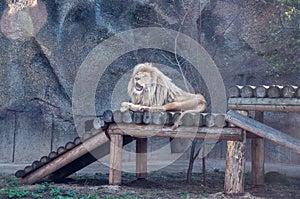 Resting lion on a wooden platform in the zoo. Wild animal