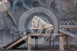 Resting lion on a wooden platform in the zoo. Wild animal