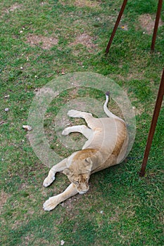 Resting lioness
