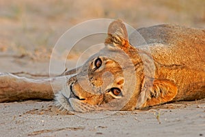 Resting lioness