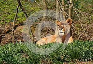 Resting Lioness