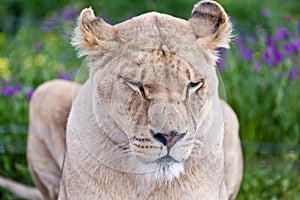 Resting Lioness