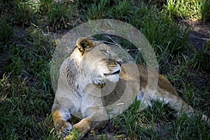 Resting Lioness