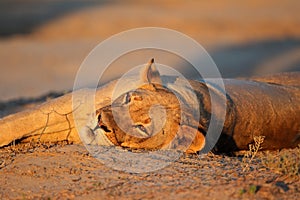 Resting lioness, Kalahari