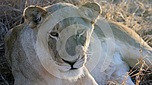 Resting lioness, Krueger National Park