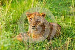 A resting lioness in Murchison Falls National Park