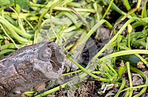 Resting lizard on old stump in Missouri