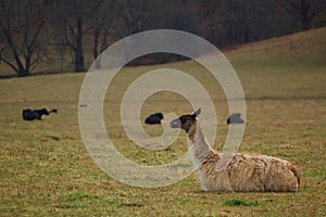 Resting Llama