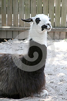 Resting llama