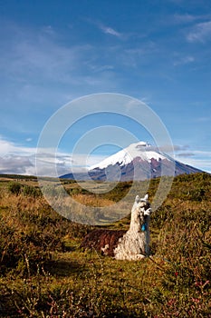 Llama in front of Volcano