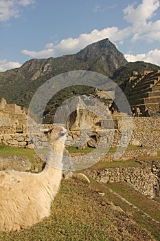 A resting Llama at the ruines
