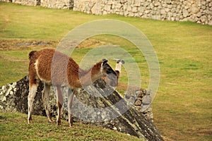 A resting Llama at the ruines
