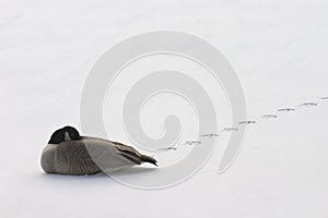 Resting lone goose
