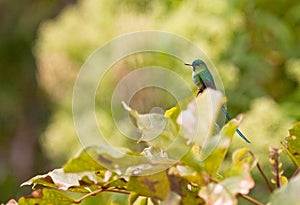 Resting Long-tailed Sylph