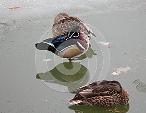 Resting magnificent male wood duck with mallard females