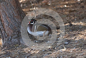 Resting magnificent male wood duck under tree