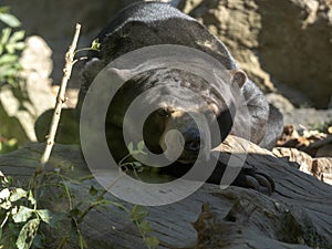 Resting Malayan sun bear, Helarctos malayanus