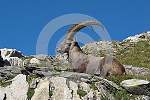 Resting male alpine ibex with big horns